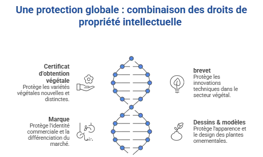 protection globale combinaison droits PI protection globale combinaison droits PI